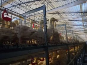 肉用鴨養(yǎng)殖的典型模式及特點與現(xiàn)代家禽飼養(yǎng)機(jī)械應(yīng)用