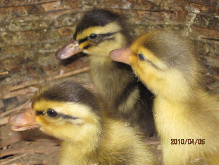 福建優質禽苗廠與家禽飼養機械推薦