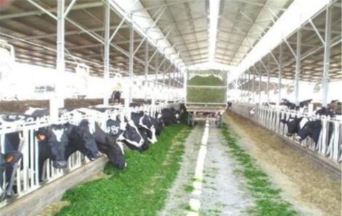 工業(yè)化養(yǎng)殖的隱憂(yōu) 肉質(zhì)變化與生態(tài)挑戰(zhàn)