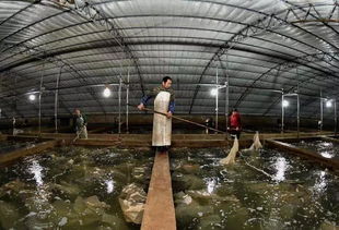 秋冬季節大菱鲆常見疾病綜合防控與家禽飼養機械的科學應用