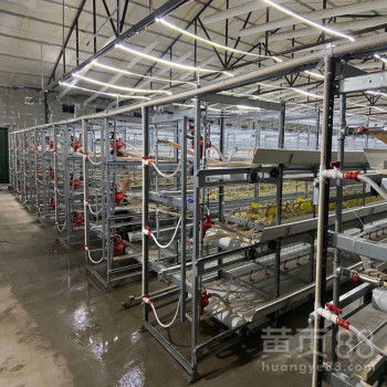 三層全熱鍍鋅肉雞籠 現代化家禽飼養機械的核心設備